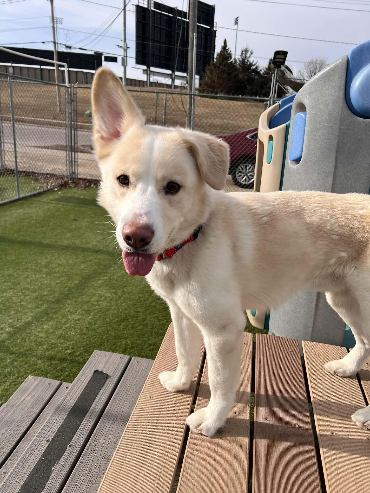 Polo Bear, Adoptable, Adult Male Husky & Shepherd.