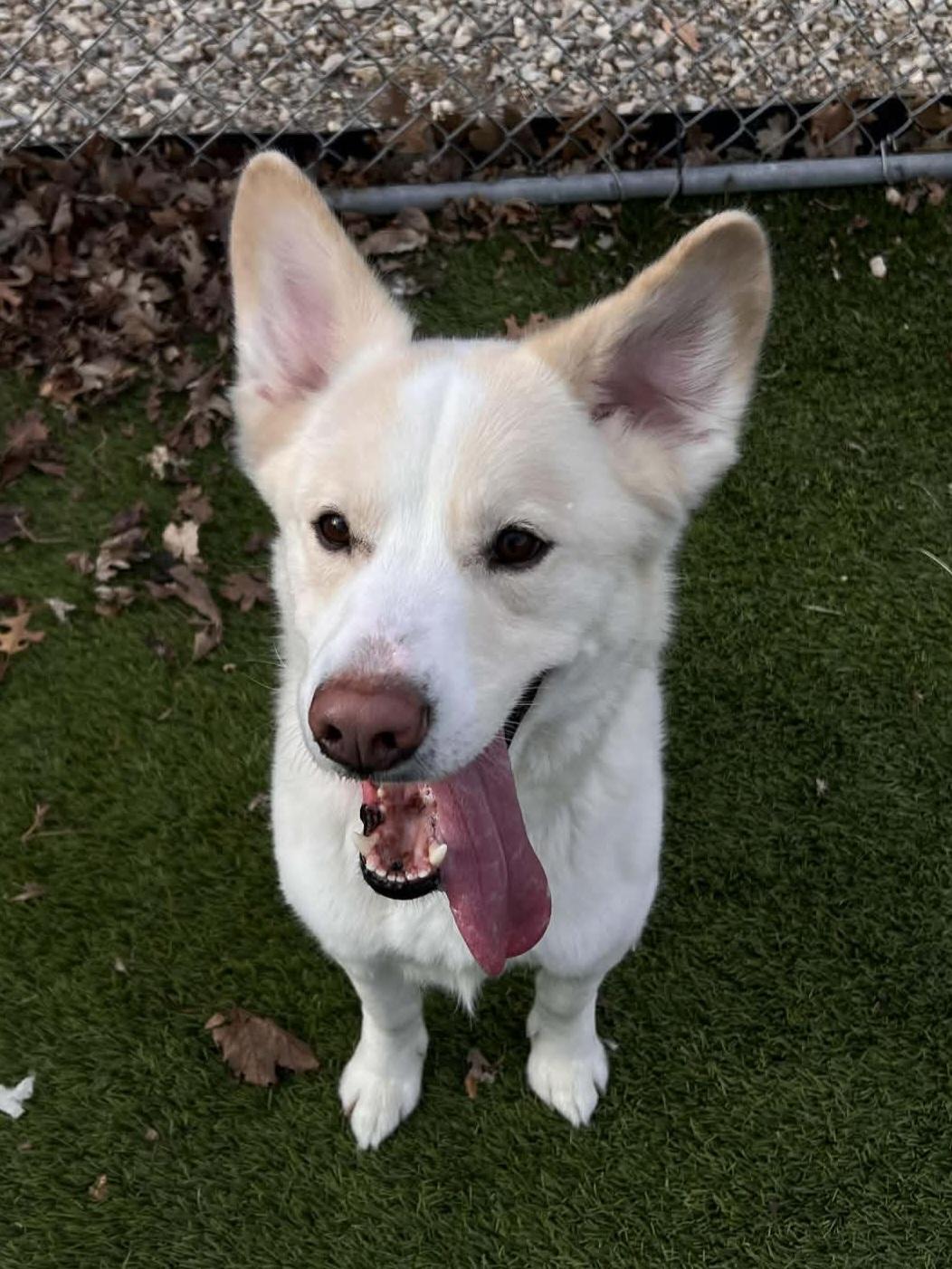 Enlarge Polo Bear, a Adoptable mixed breed in Cedar Rapids, IA image 5/6