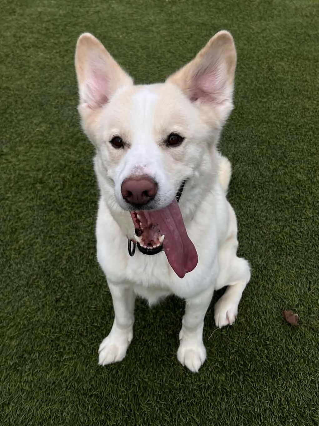 Enlarge Polo Bear, a Adoptable mixed breed in Cedar Rapids, IA image 2/6