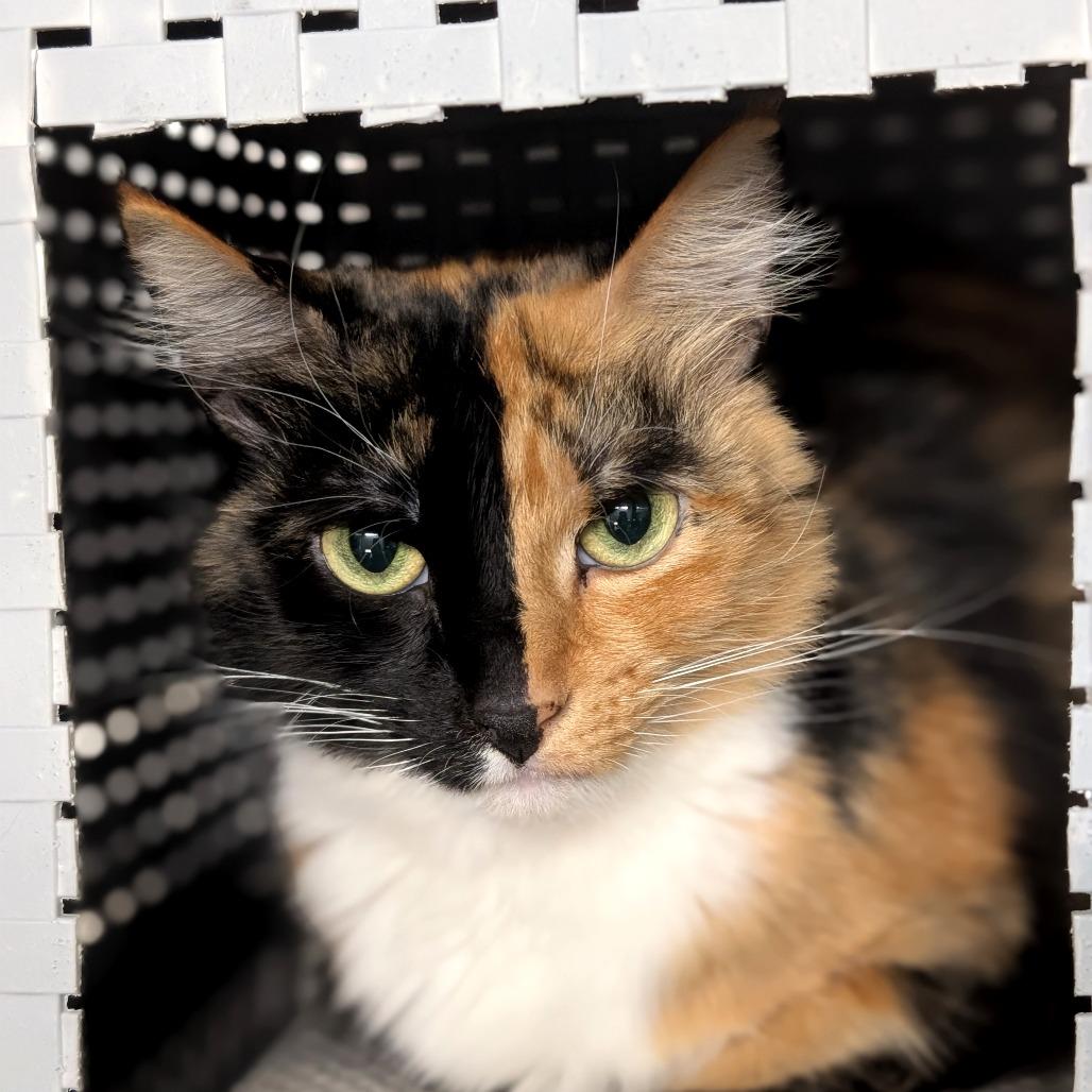 Princessa, Adoptable, Adult Female Domestic Short Hair.