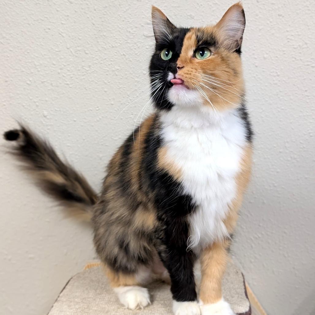 Enlarge Princessa, a Adoptable Domestic Short Hair in Spokane, WA image 2/5