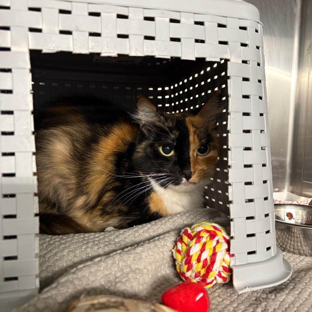 Enlarge Princessa, a Adoptable Domestic Short Hair in Spokane, WA image 3/5