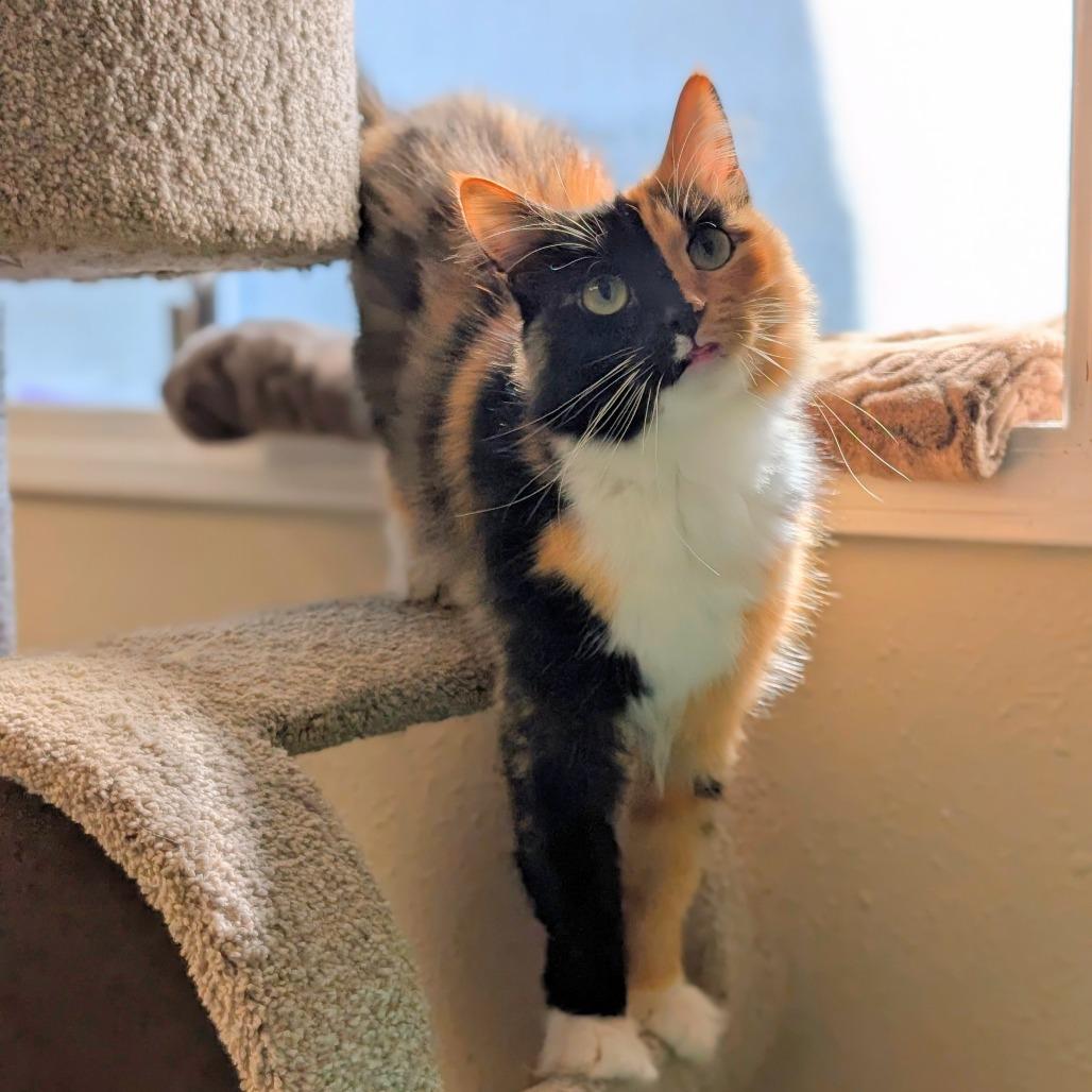 Enlarge Princessa, a Adoptable Domestic Short Hair in Spokane, WA image 4/5
