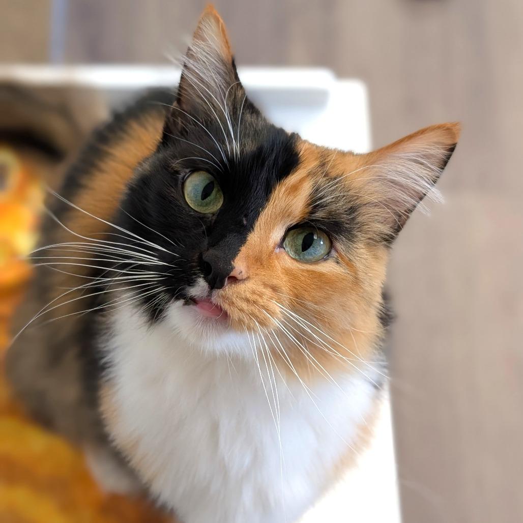 Enlarge Princessa, a Adoptable Domestic Short Hair in Spokane, WA image 5/5