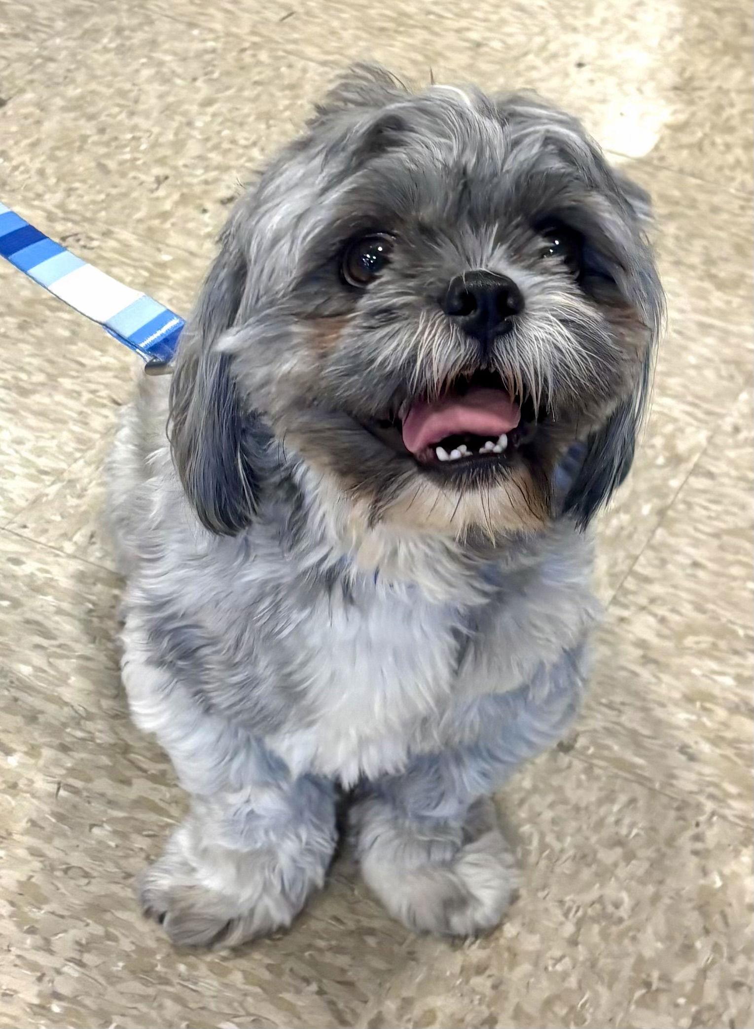 Rocky, Adopted, Young Male Shih Tzu.