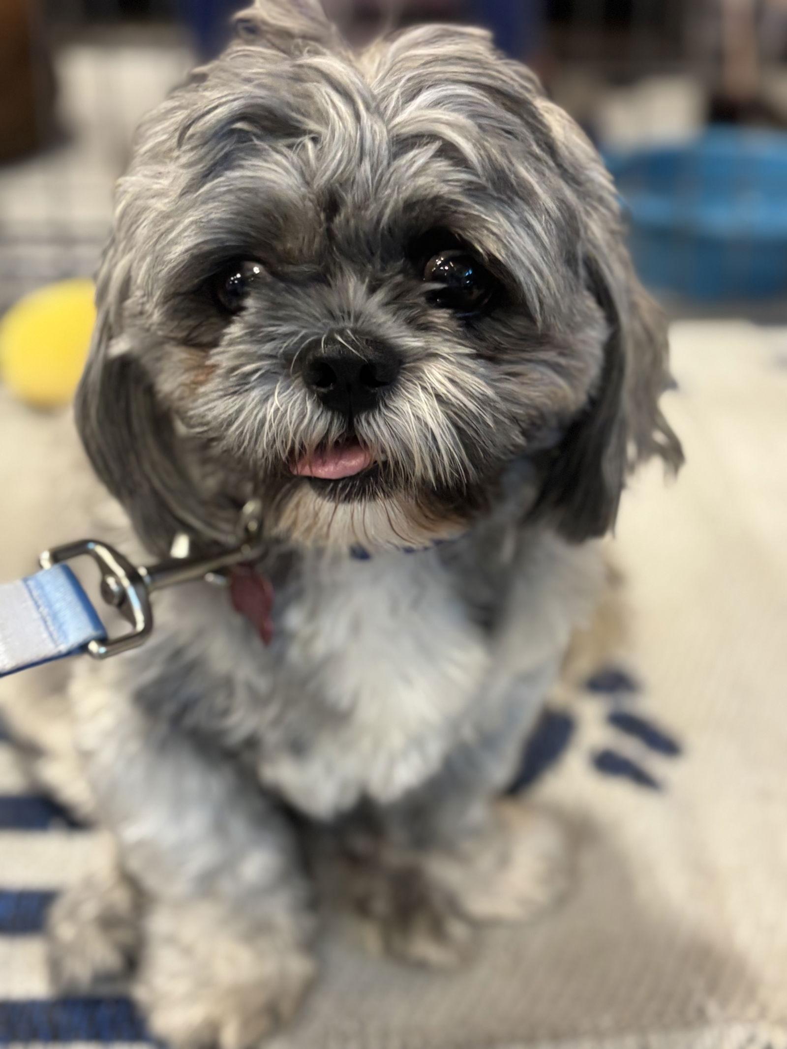 Enlarge Rocky, a Adopted Shih Tzu in Glendale, AZ image 2/3