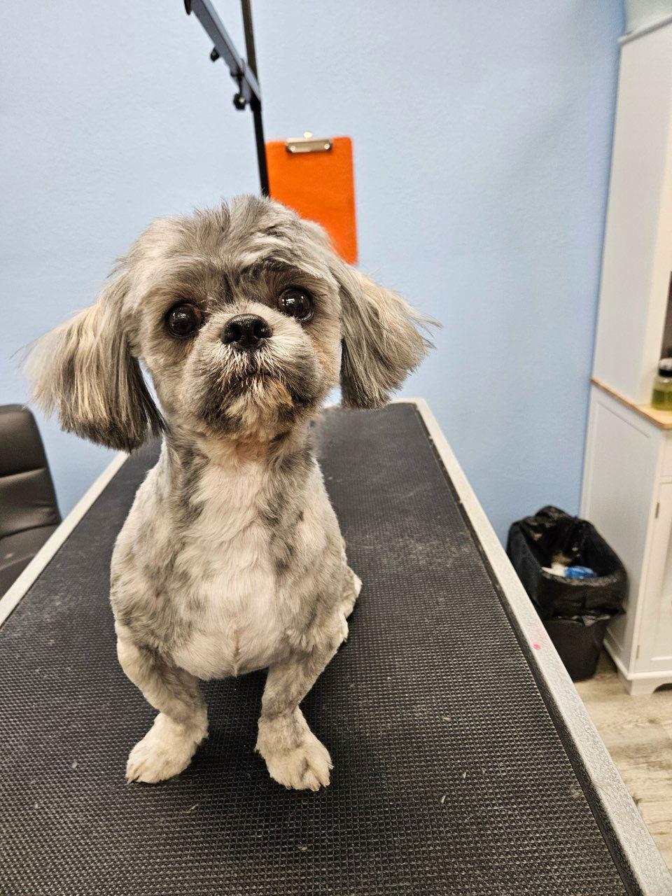 Enlarge Rocky, a Adopted Shih Tzu in Glendale, AZ image 3/3