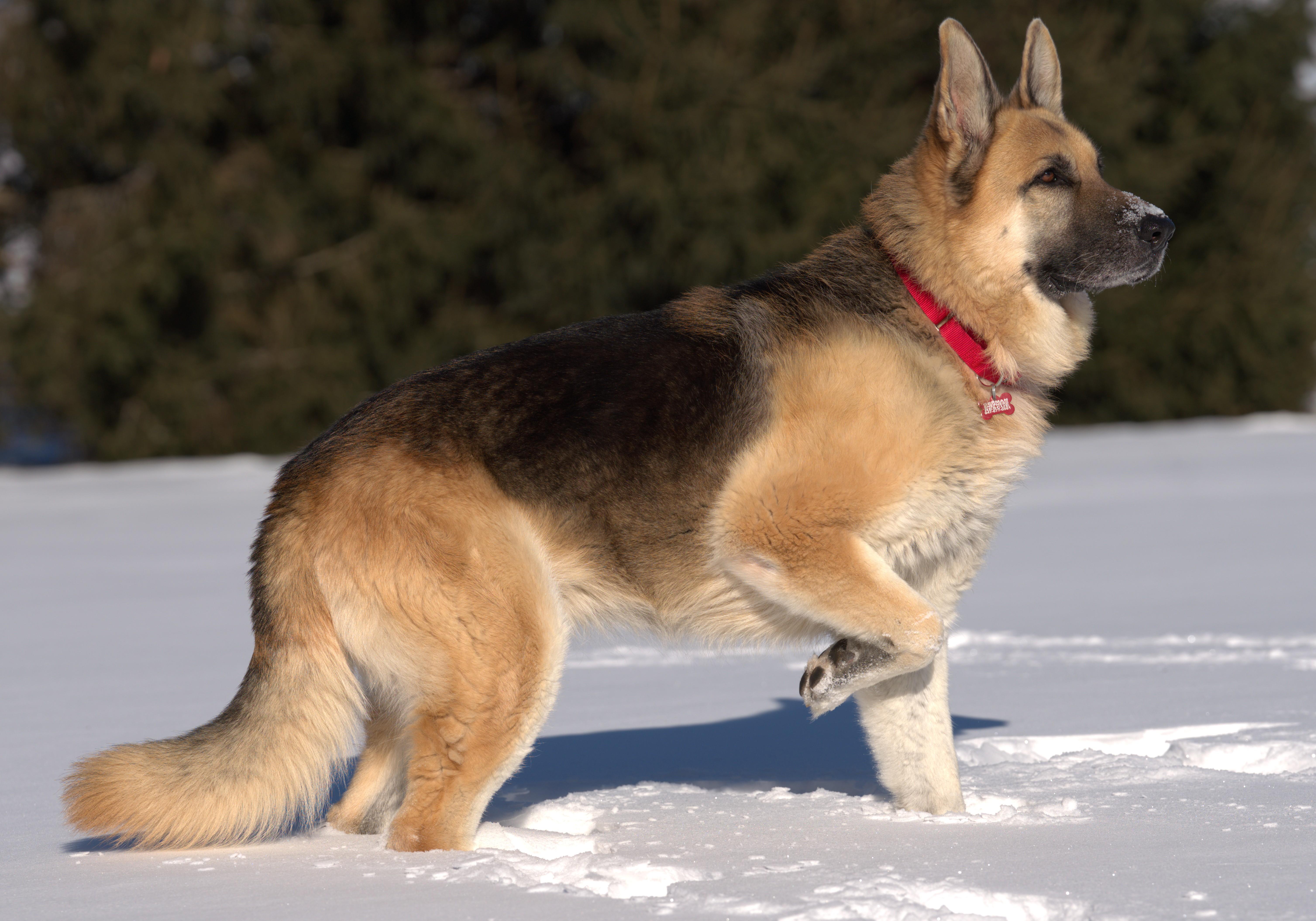 Enlarge Teddy , a ADOPTABLE German Shepherd Dog in Chicago, IL image 2/6