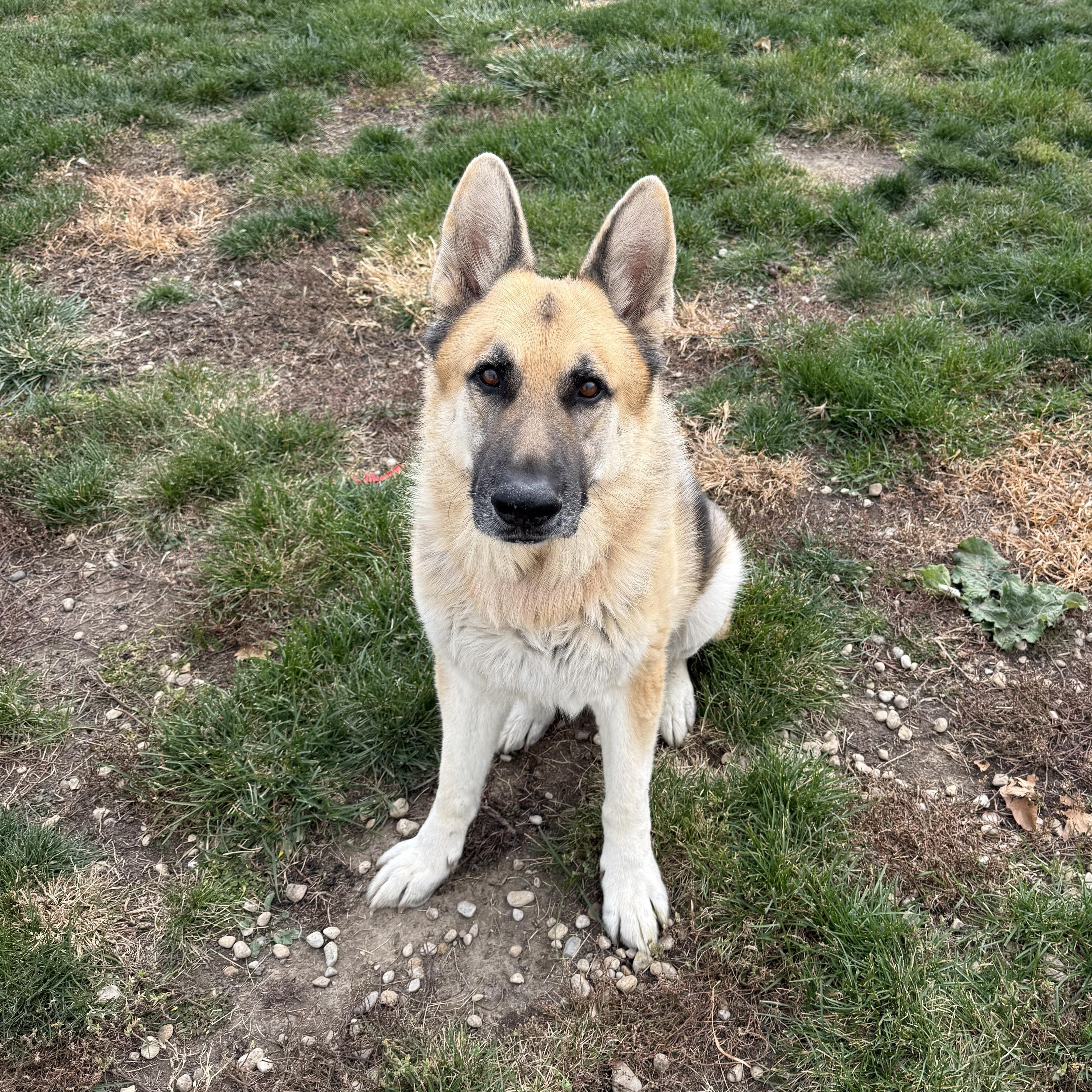 Enlarge Teddy , a ADOPTABLE German Shepherd Dog in Chicago, IL image 5/6