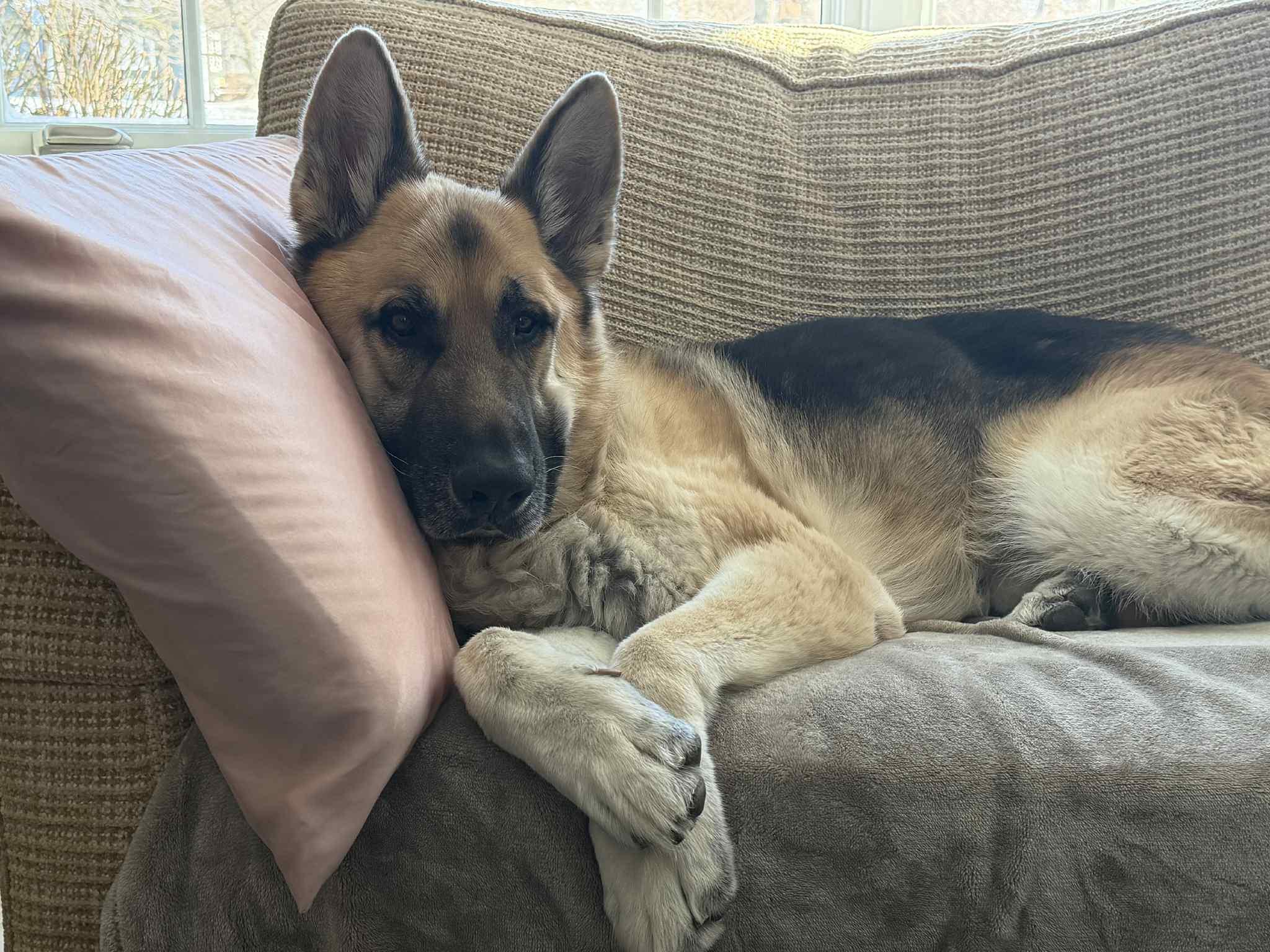 Teddy — thumbnail 3