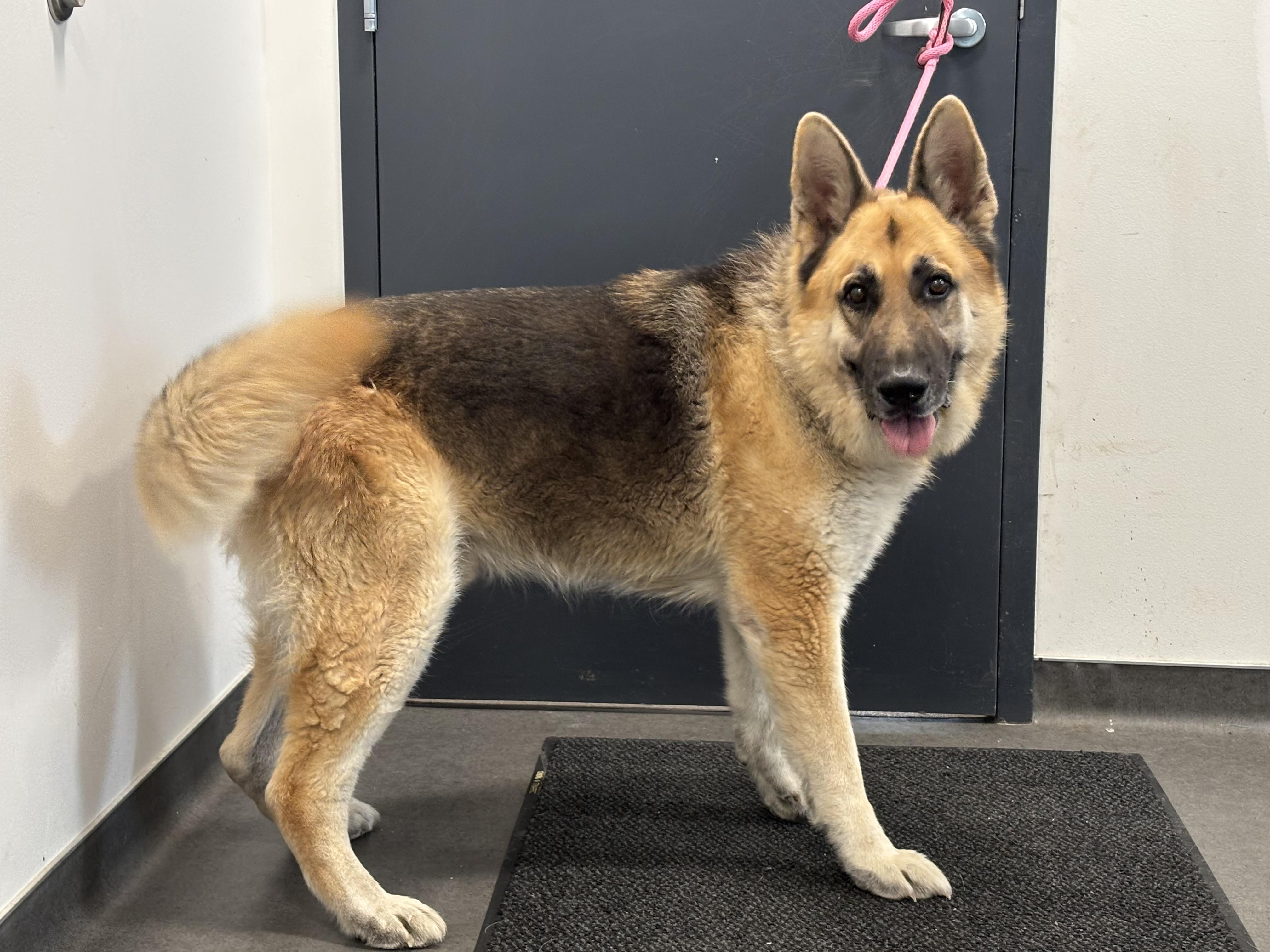 Enlarge Teddy , a ADOPTABLE German Shepherd Dog in Chicago, IL image 4/6