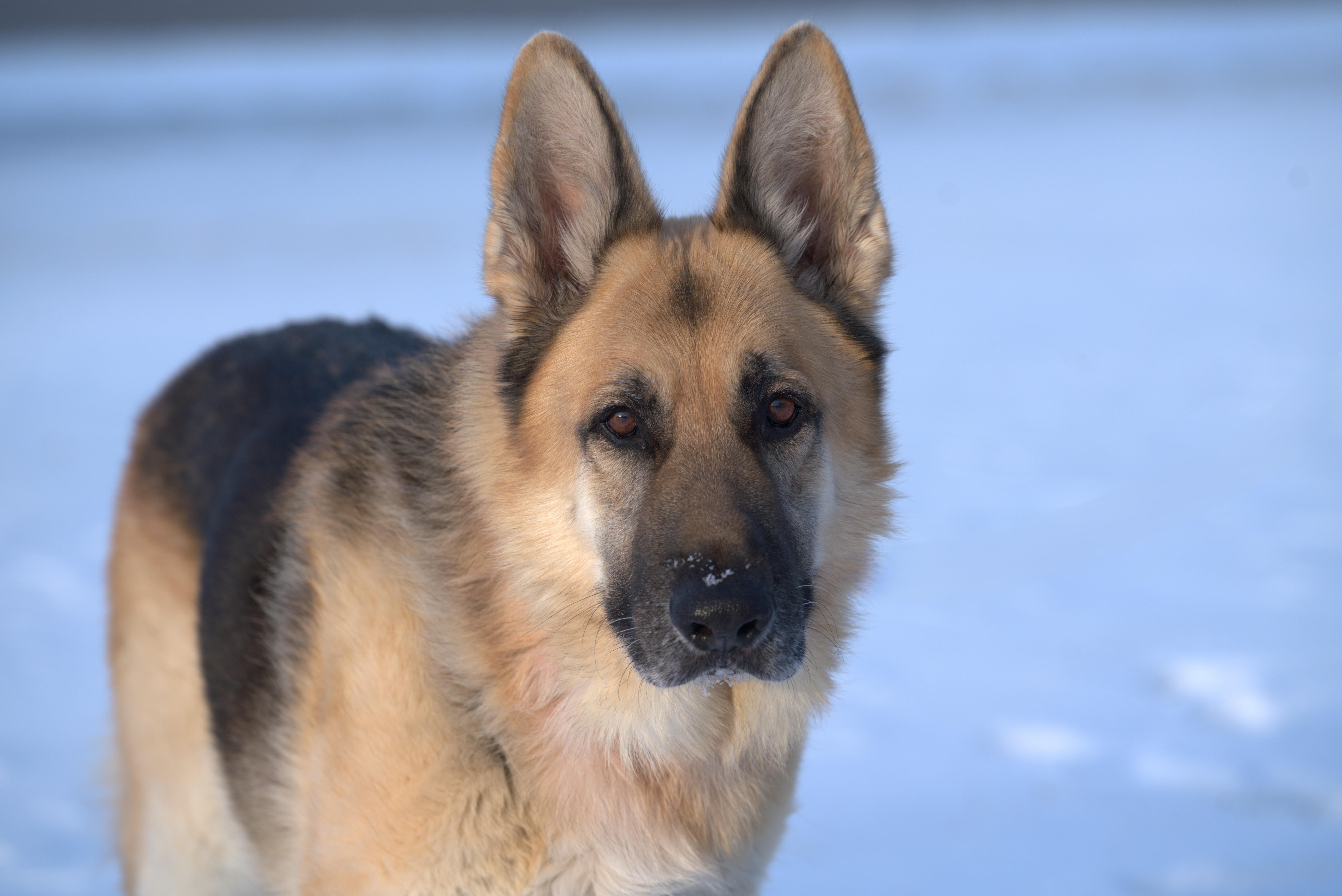 Teddy , ADOPTABLE, Senior Male German Shepherd Dog.