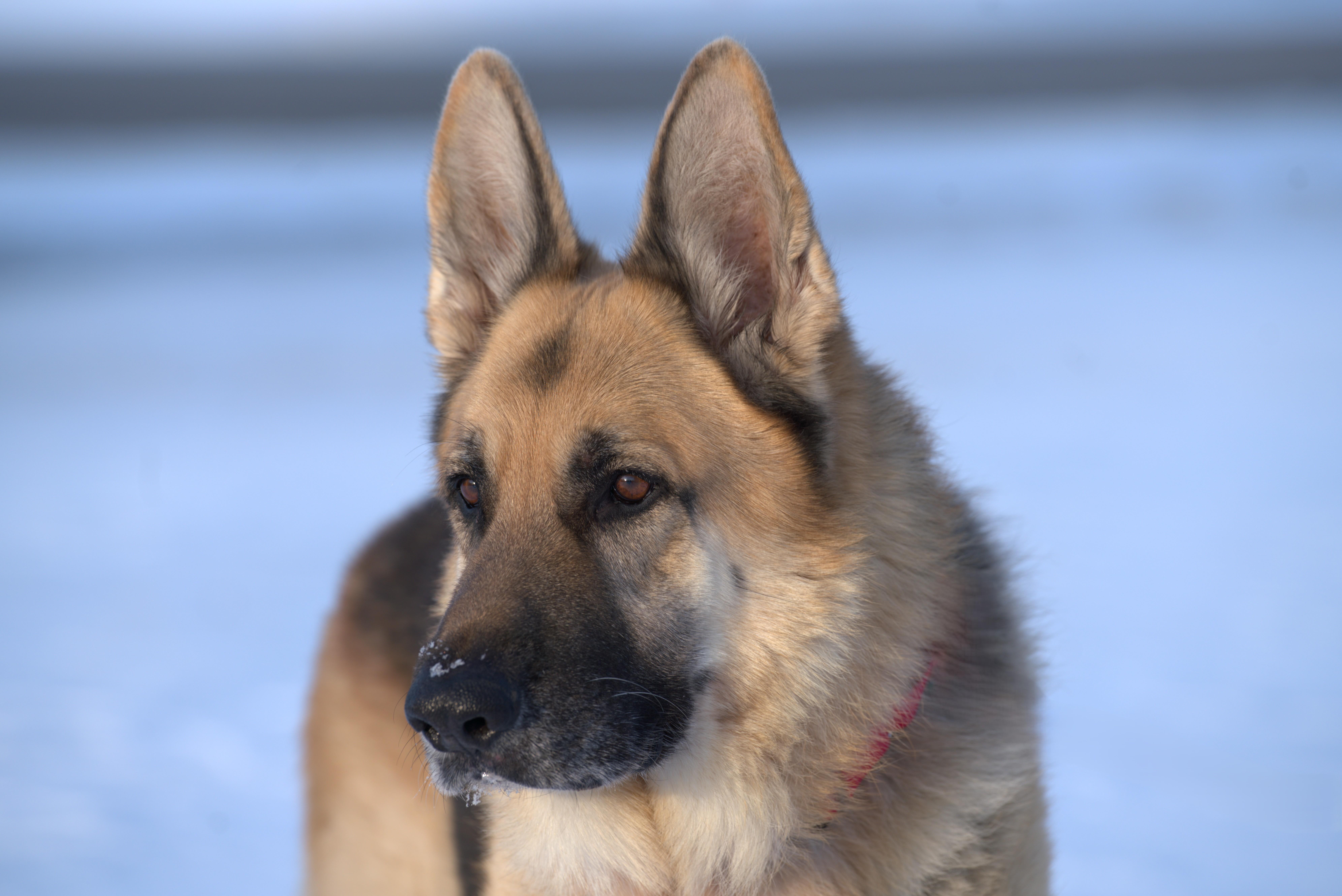 Enlarge Teddy , a ADOPTABLE German Shepherd Dog in Chicago, IL image 3/6