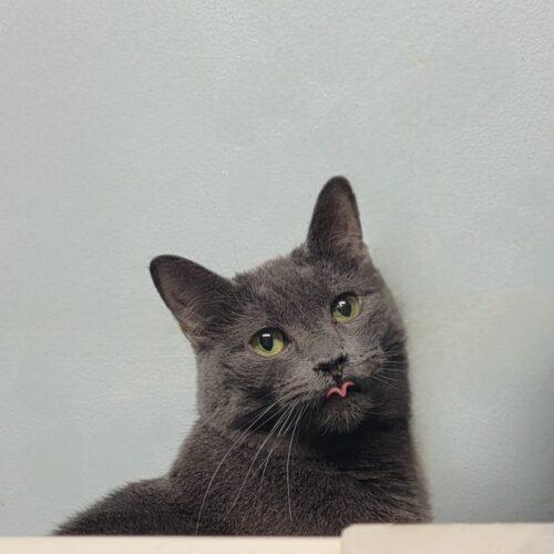 Hydrangea — thumbnail 6