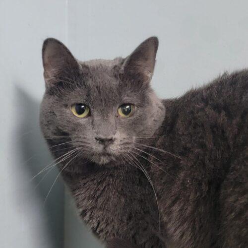 Hydrangea, Adult Female Domestic Short Hair