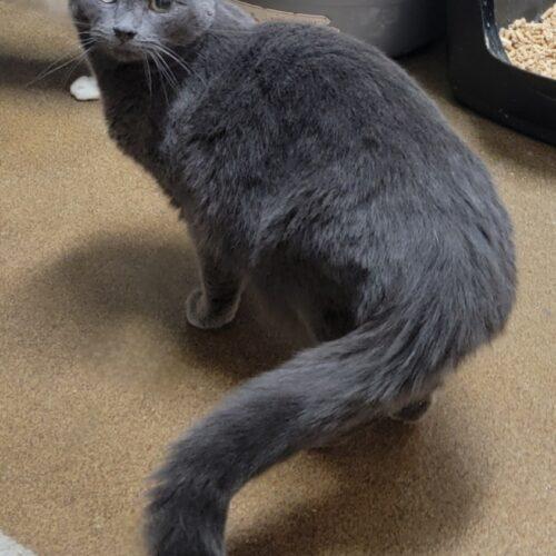 Hydrangea — thumbnail 9