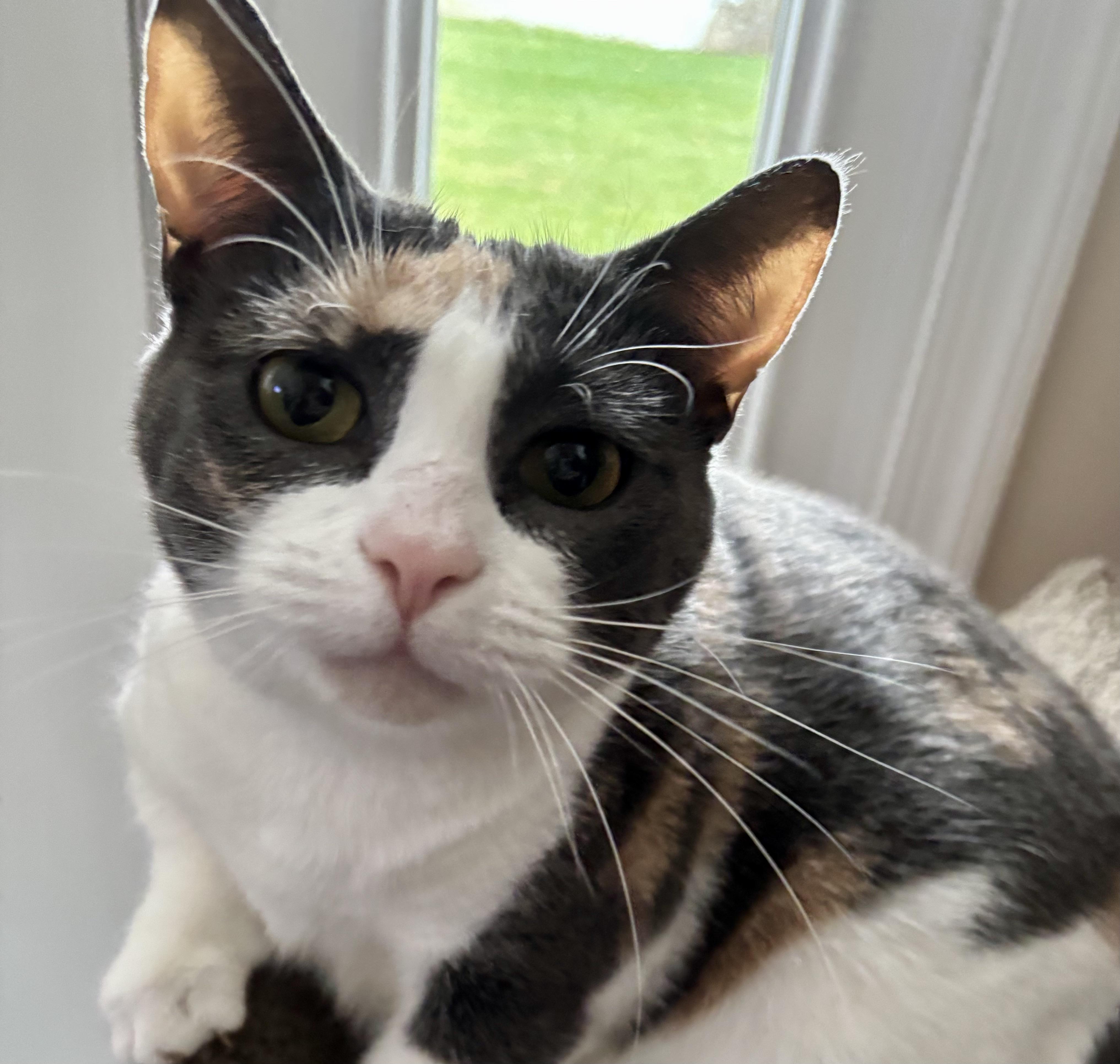 Yosi (short for "Yosemite" ), Adoptable, Adult Female Domestic Short Hair.