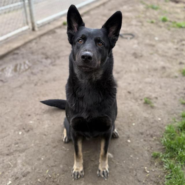 Enlarge SHAY, a Adoptable German Shepherd Dog in Modesto, CA image 2/2