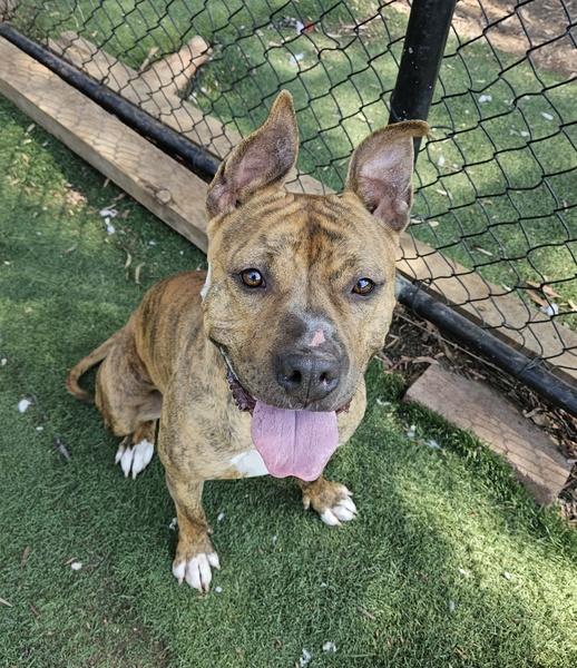 KUROMI, Adoptable, Adult Female Boxer.