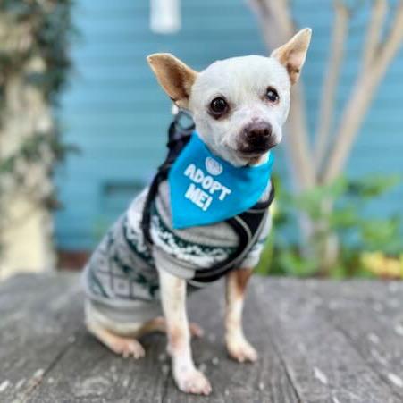 Enlarge Tamagotchi, a Adoptable Chihuahua in Pacific Grove, CA image 1/5