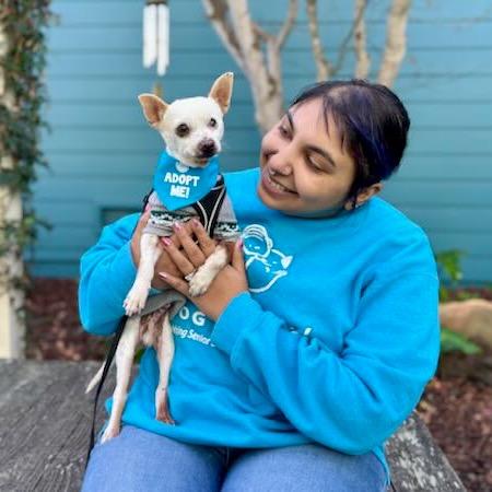 Enlarge Tamagotchi, a Adoptable Chihuahua in Pacific Grove, CA image 2/5