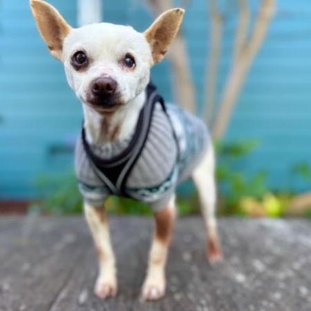 Enlarge Tamagotchi, a Adoptable Chihuahua in Pacific Grove, CA image 3/5
