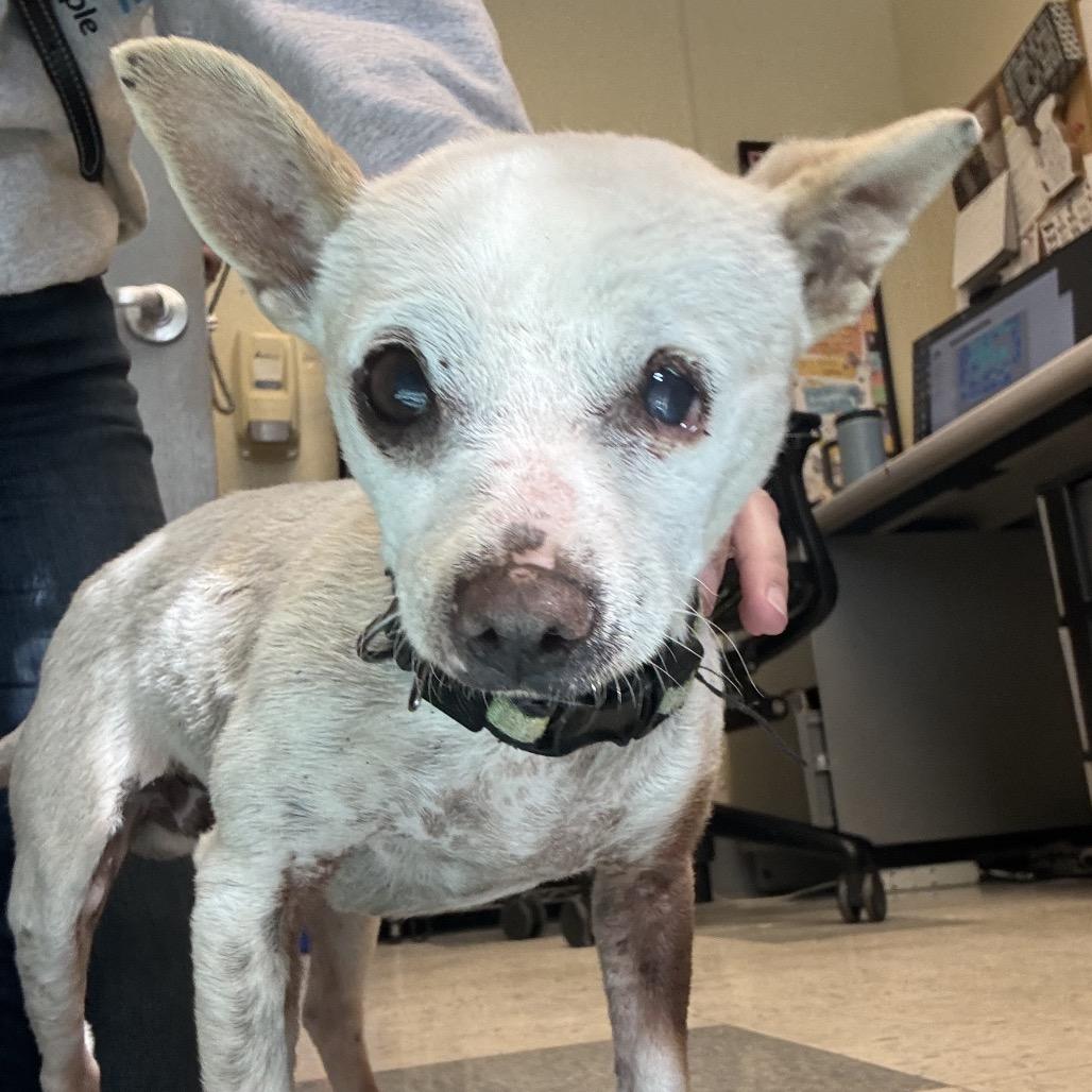 Enlarge Tamagotchi, a Adoptable Chihuahua in Pacific Grove, CA image 4/5