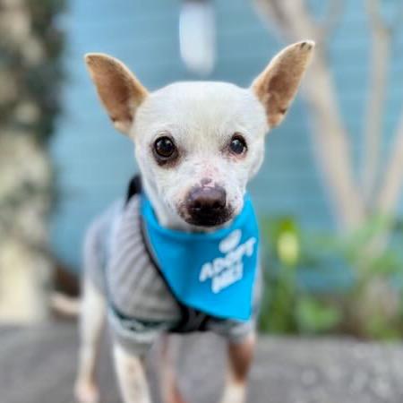Enlarge Tamagotchi, a Adoptable Chihuahua in Pacific Grove, CA image 5/5