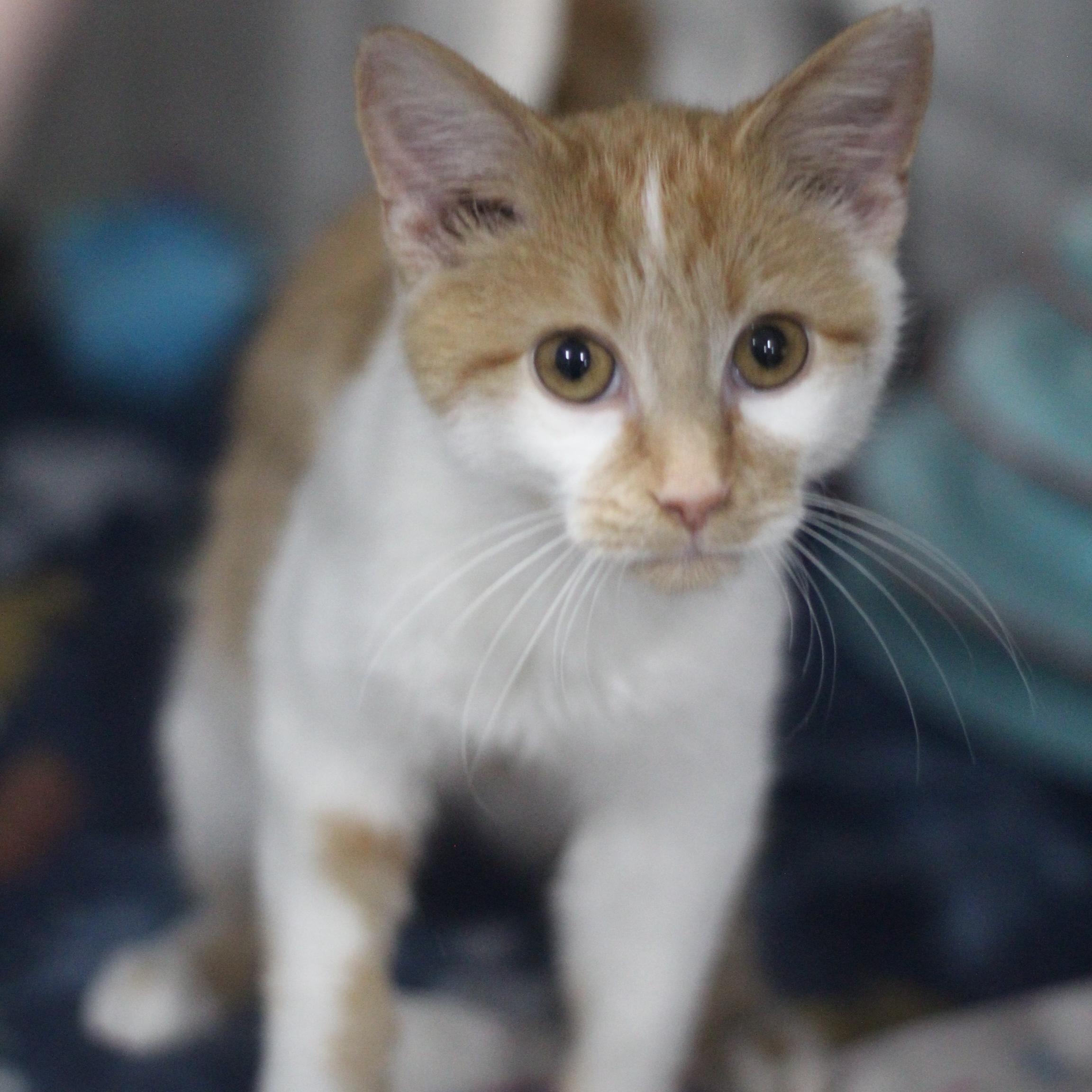 Enlarge Chuck Norris, an adopted Domestic Short Hair in Ottumwa, IA image 2/2