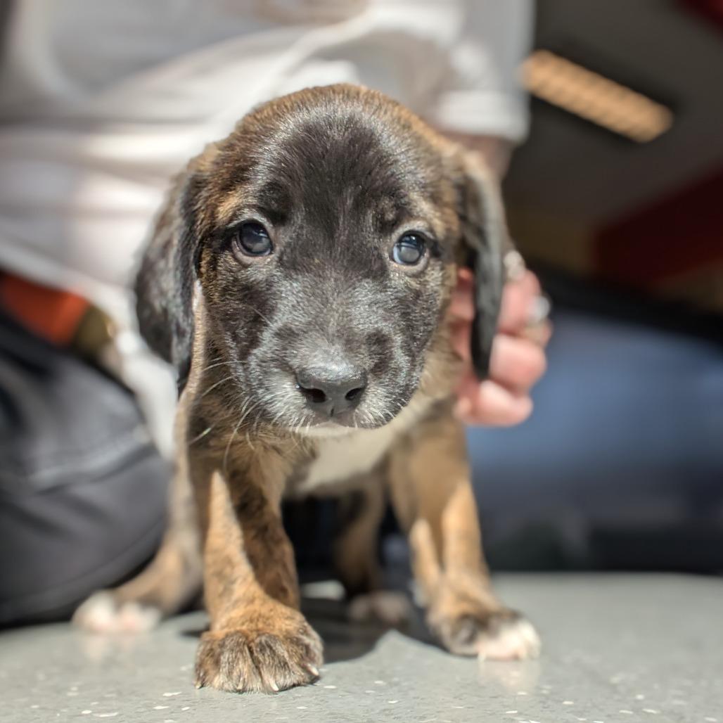 Carrot, Adoptable, Puppy Female Mixed Breed.