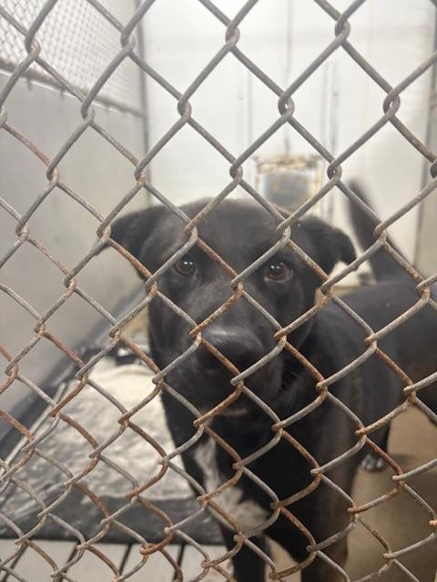 Grizzly, Adoptable, Young Male Shepherd & Husky.