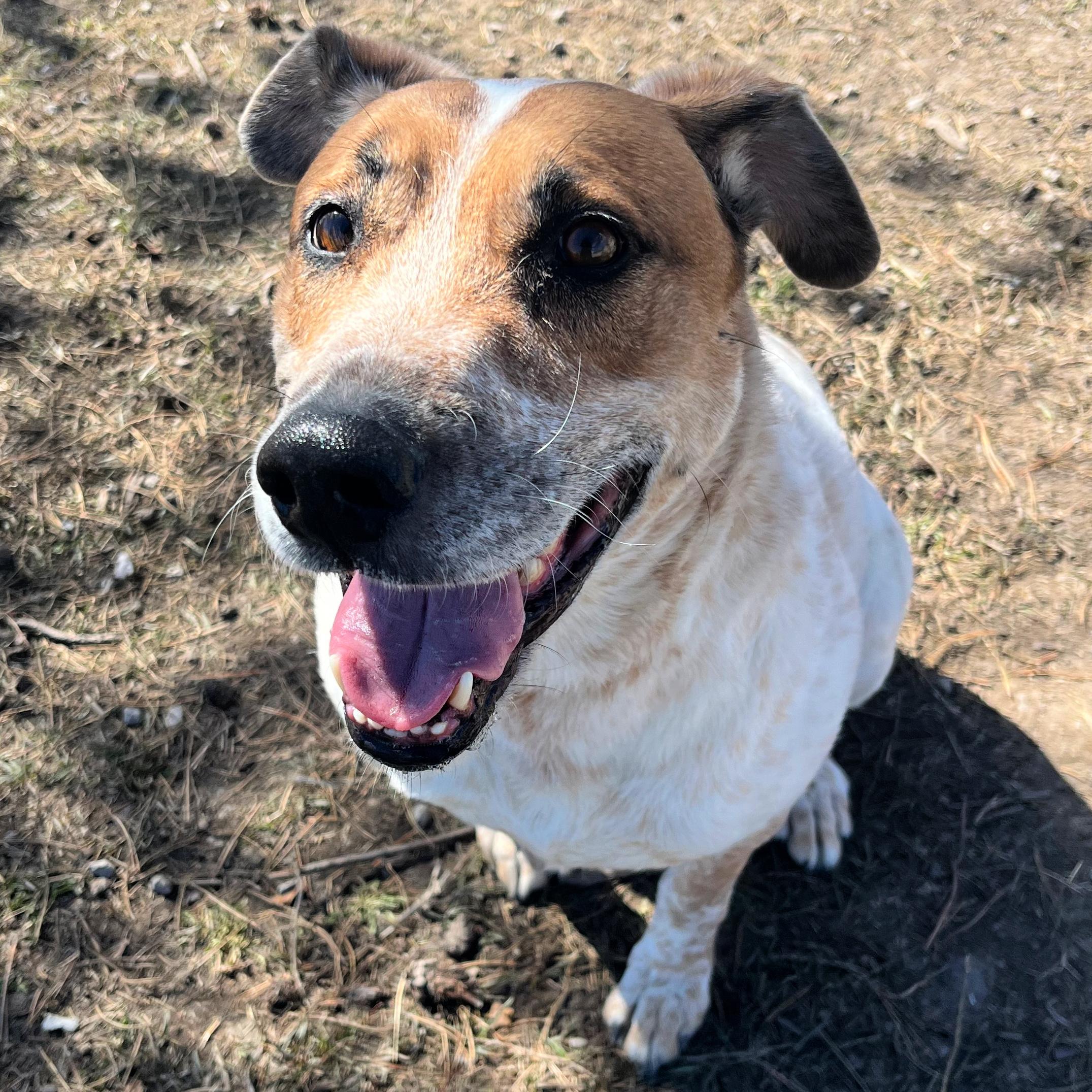 River, ADOPTABLE, Adult Male Australian Cattle Dog / Blue Heeler.