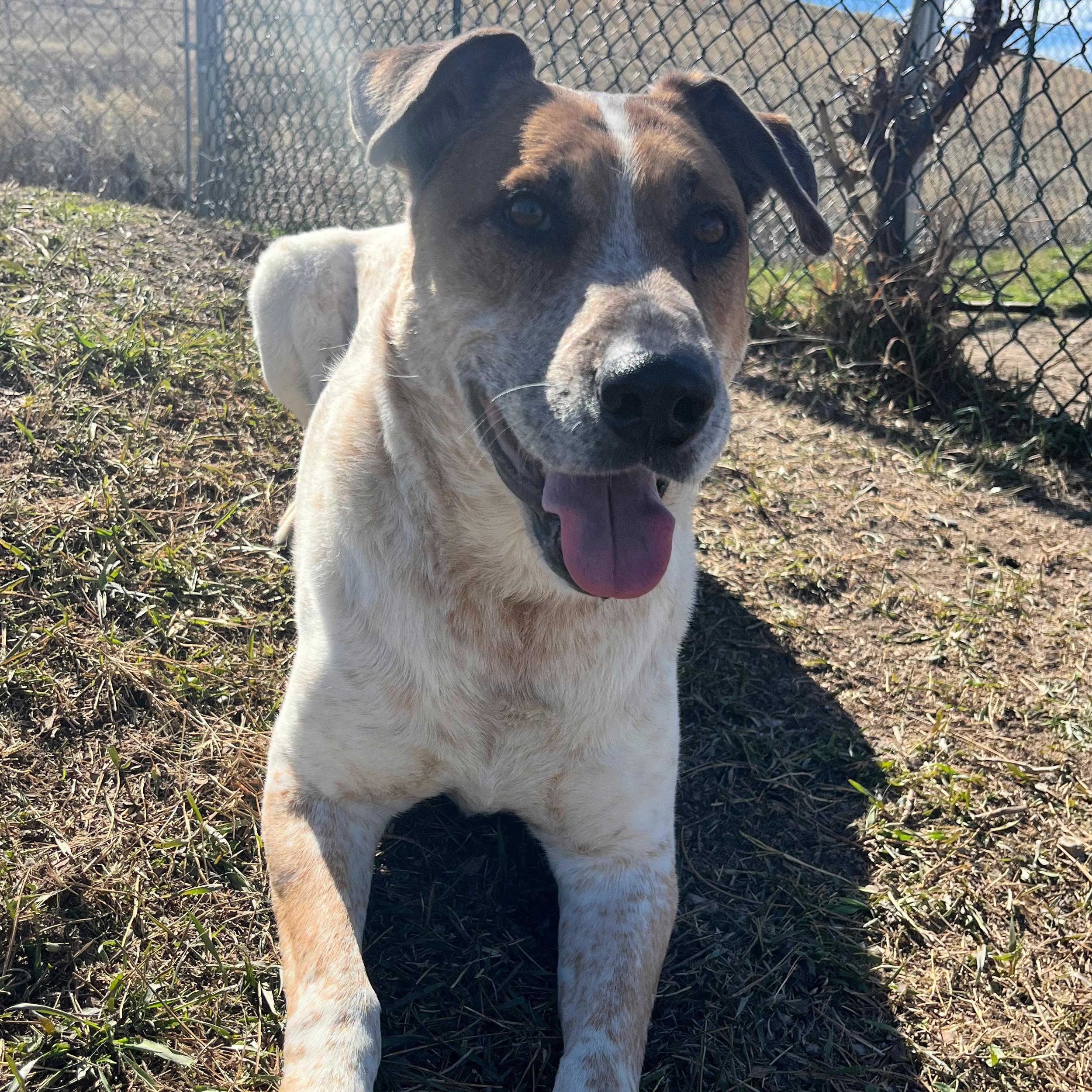 Enlarge River, a ADOPTABLE mixed breed in Lindon, UT image 4/4