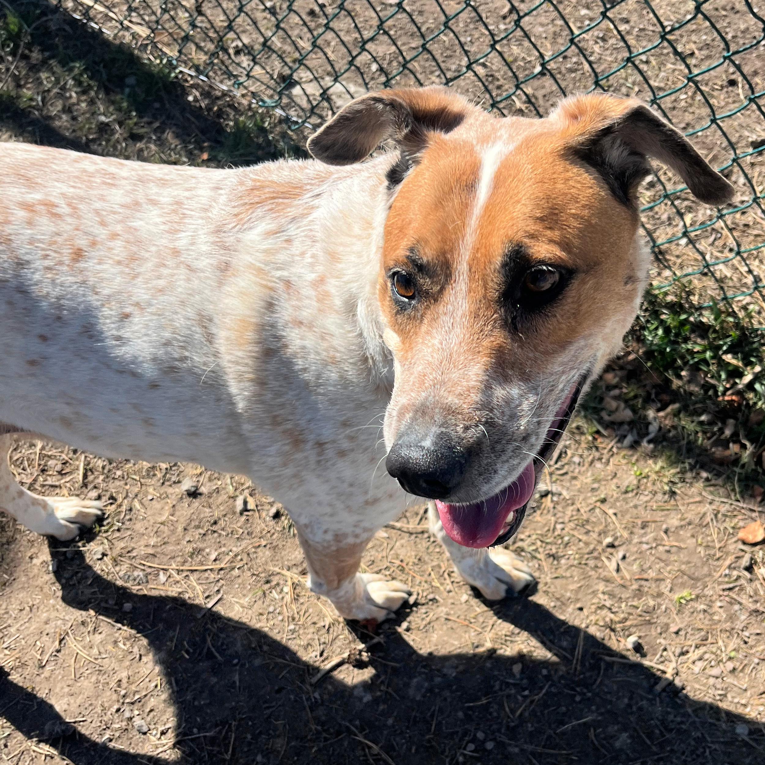 Enlarge River, a ADOPTABLE mixed breed in Lindon, UT image 2/4