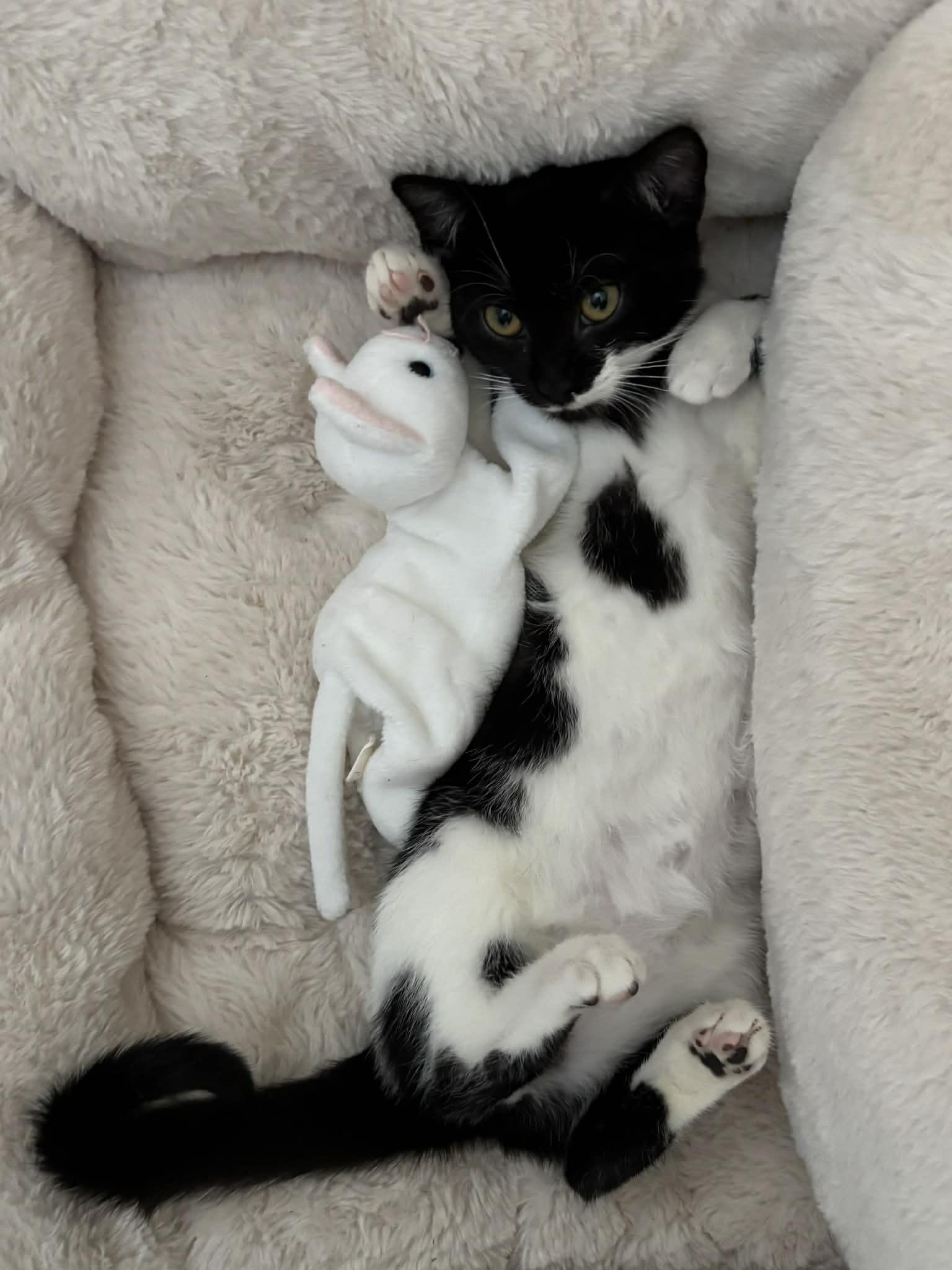 Enlarge Kit is kitty spectacular - GOOFY TUXIE ANGEL! Can go solo too!, a Adoptable mixed breed in Bedford Hills, NY image 5/6