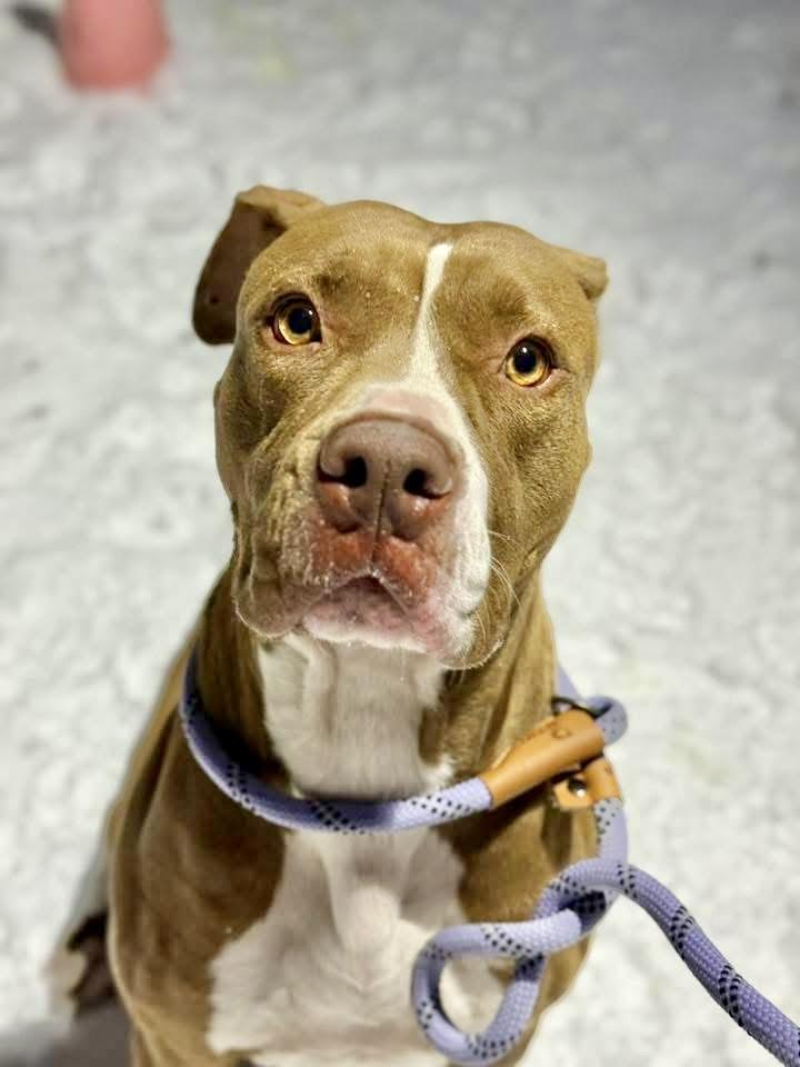 Odessa, ADOPTABLE, Adult Female Pit Bull Terrier.