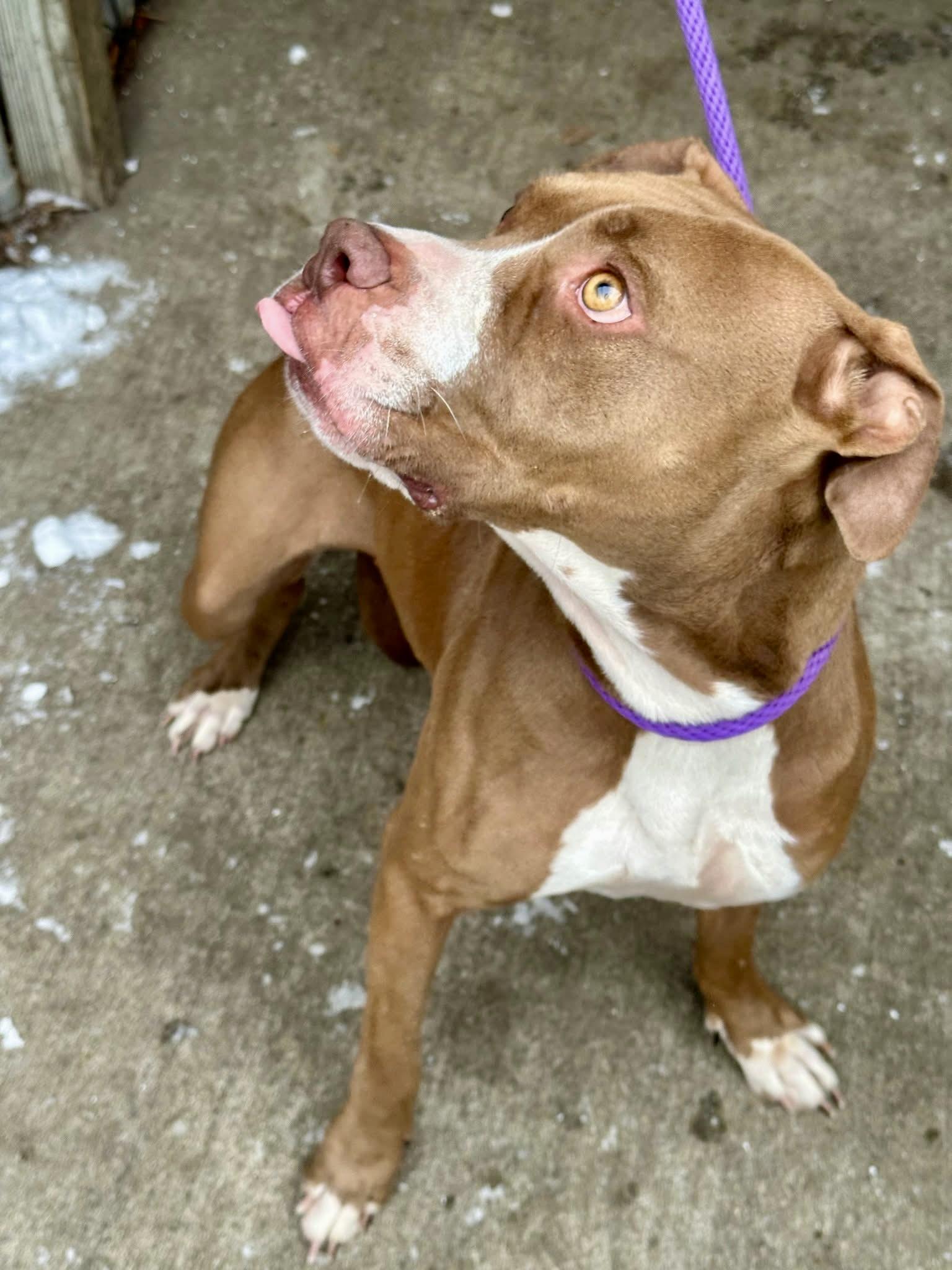 Enlarge Odessa, a ADOPTABLE Pit Bull Terrier in Chicago, IL image 3/5