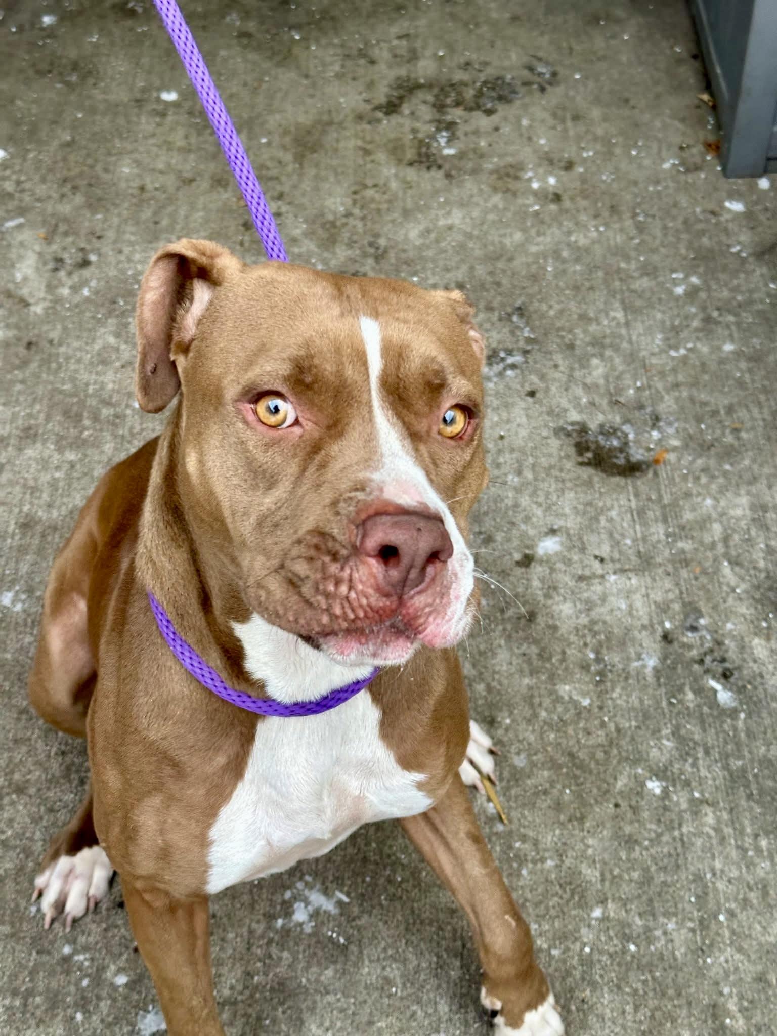 Enlarge Odessa, a ADOPTABLE Pit Bull Terrier in Chicago, IL image 4/5