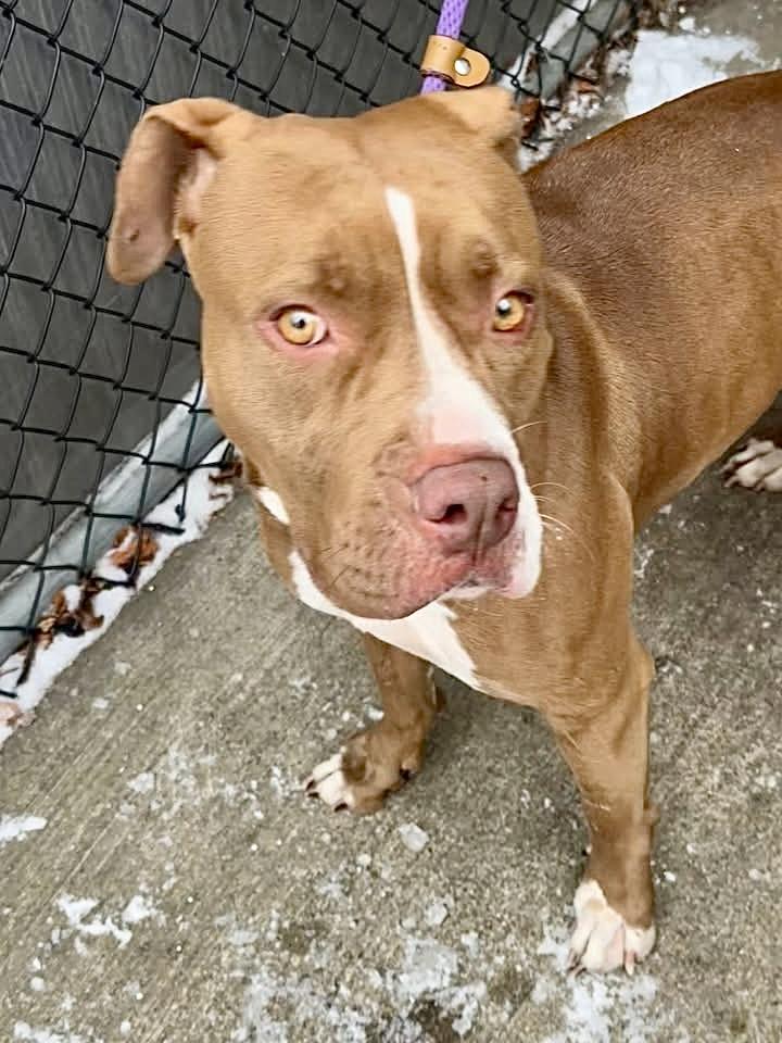 Enlarge Odessa, a ADOPTABLE Pit Bull Terrier in Chicago, IL image 2/5