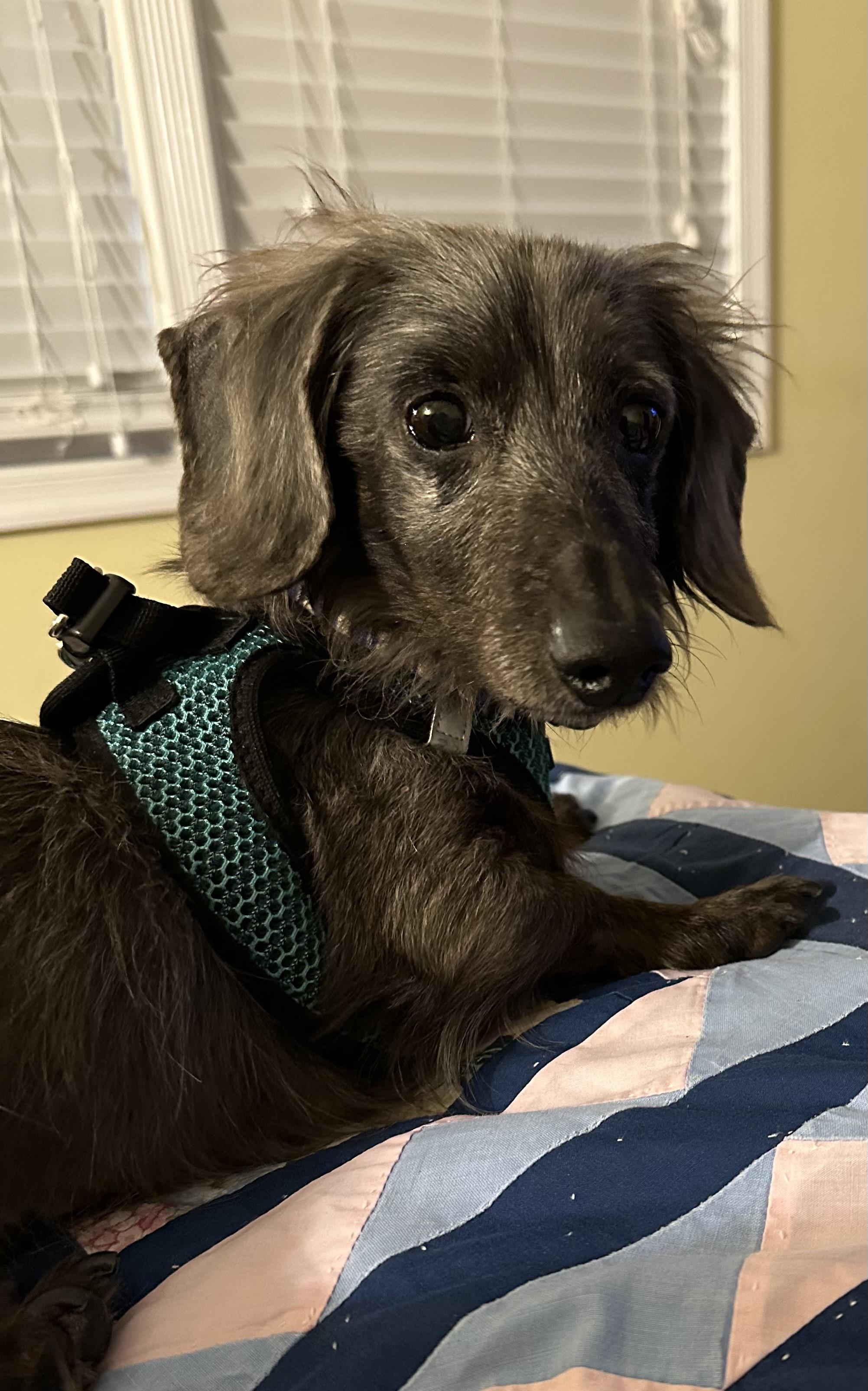 Enlarge Cole, a Adopted Dachshund in Stoughton, MA image 3/4