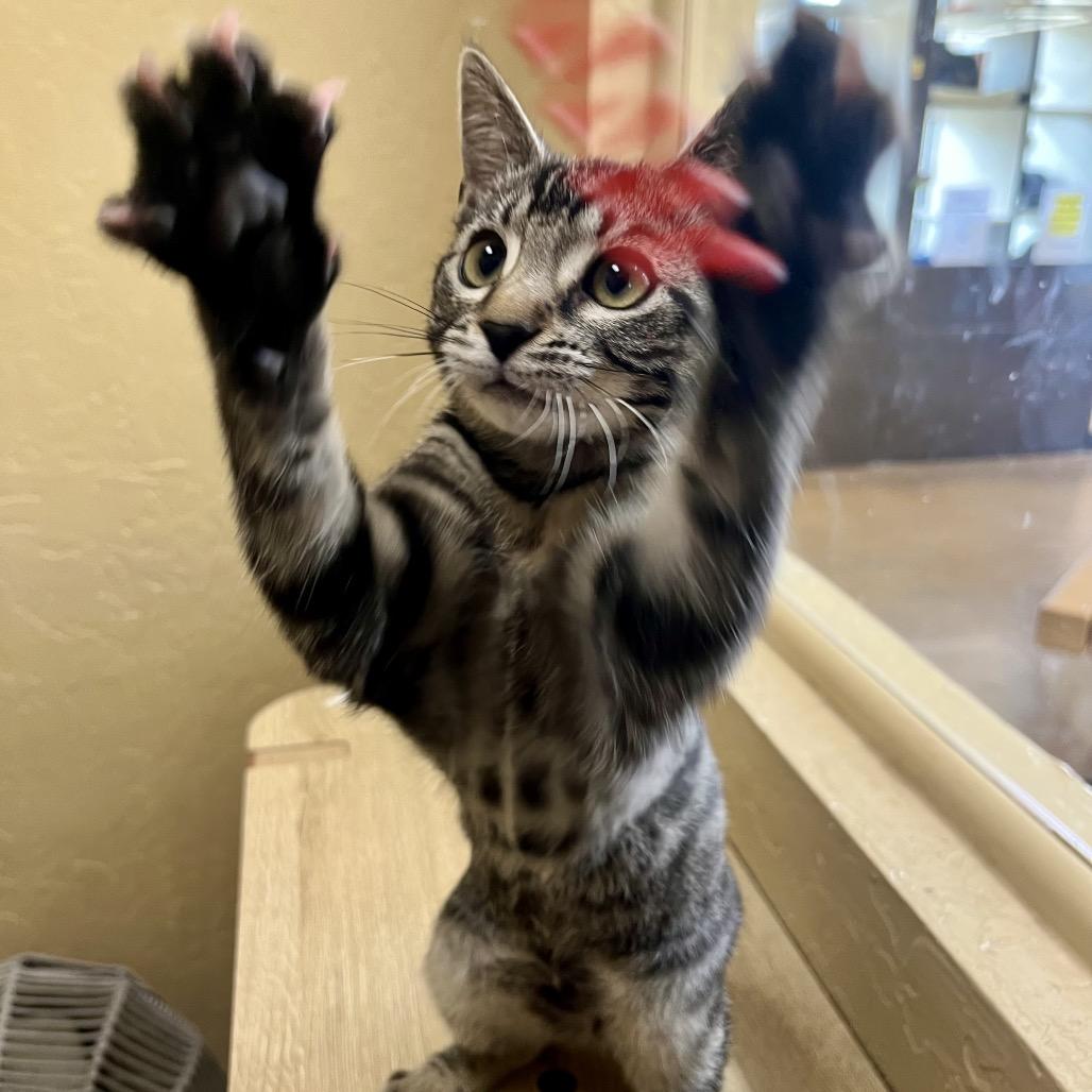Jackie, Adoptable, Kitten Female Domestic Short Hair.