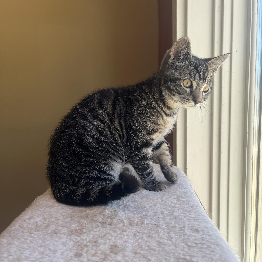 Enlarge Jackie, a Adoptable Domestic Short Hair in Pacific Grove, CA image 2/6