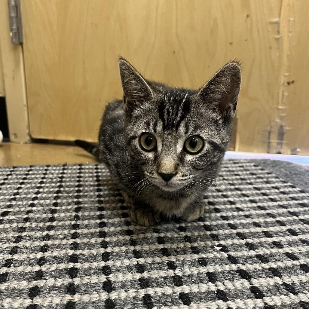 Enlarge Jackie, a Adoptable Domestic Short Hair in Pacific Grove, CA image 3/6