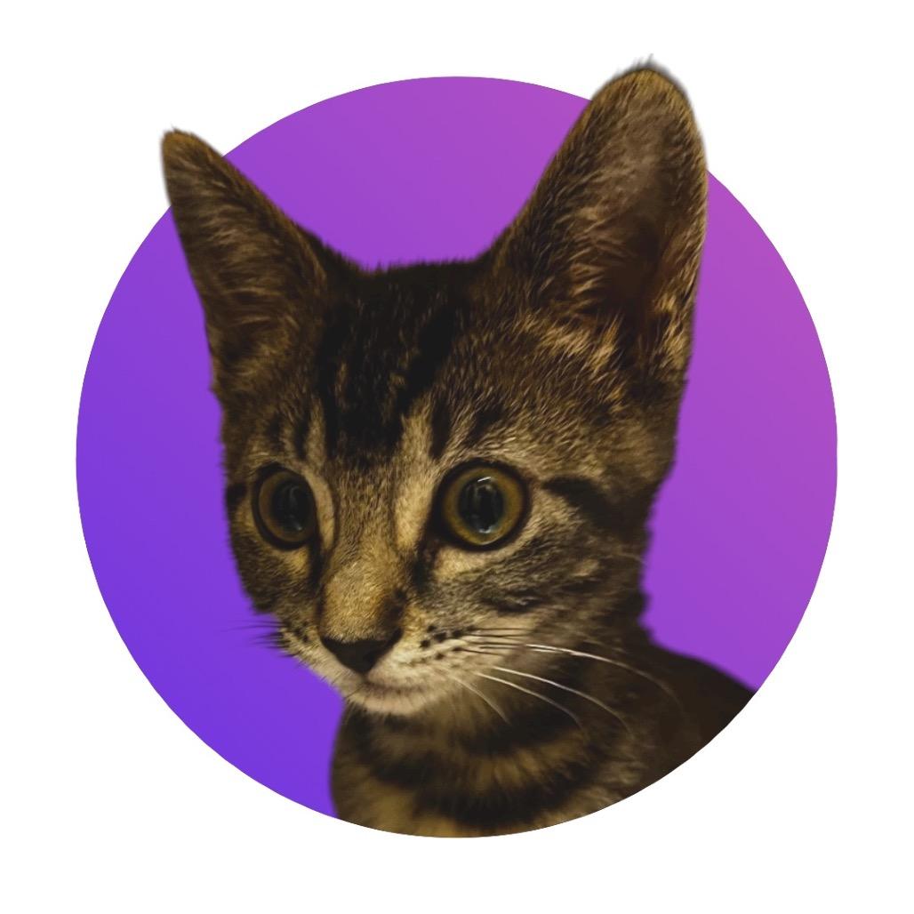 Enlarge Jackie, a Adoptable Domestic Short Hair in Pacific Grove, CA image 4/6
