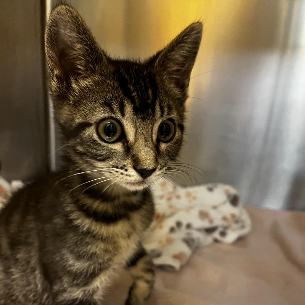 Enlarge Jackie, a Adoptable Domestic Short Hair in Pacific Grove, CA image 6/6