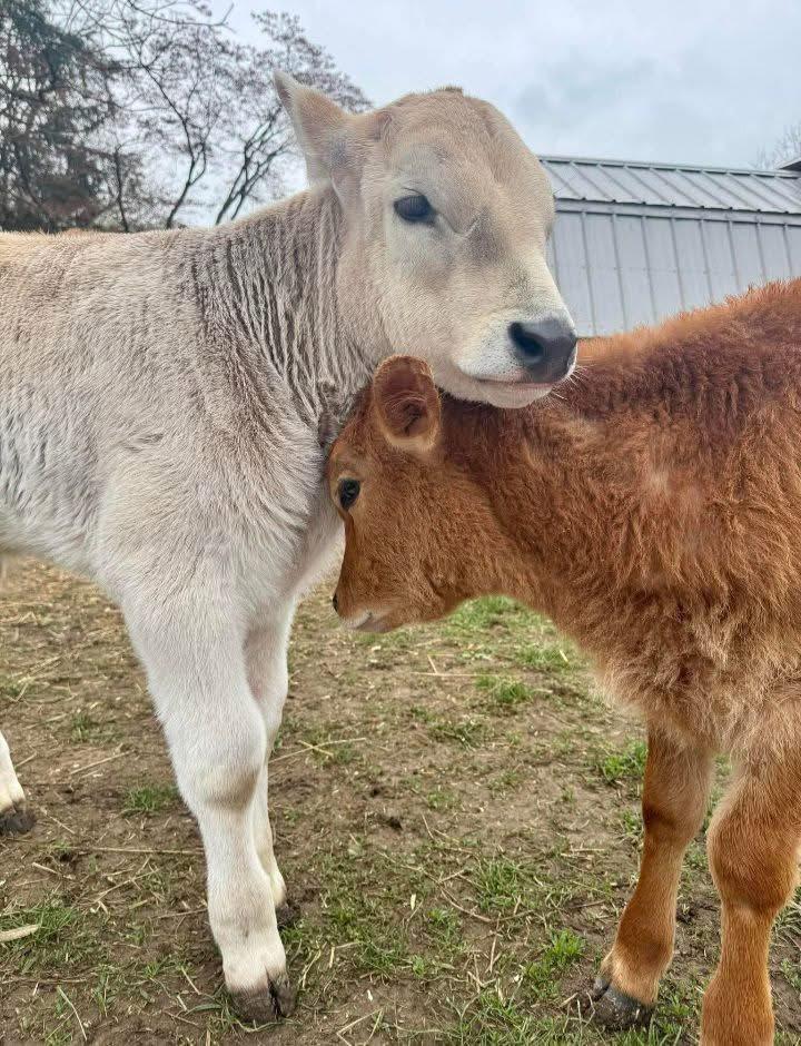 Enlarge Norman and Sebastion, a Adopted mixed breed in Dresher, PA image 1/4