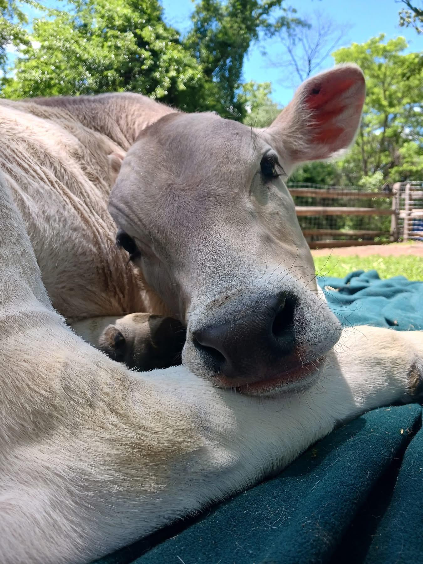 Enlarge Norman and Sebastion, a Adopted mixed breed in Dresher, PA image 2/4