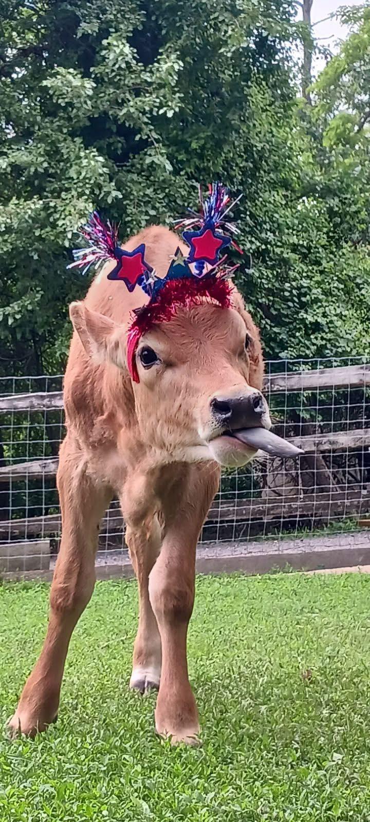 Enlarge Norman and Sebastion, a Adopted mixed breed in Dresher, PA image 3/4