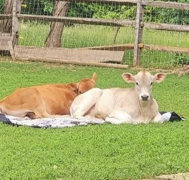Norman and Sebastion photo 3