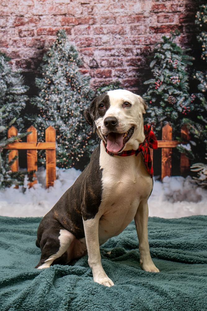 Miley, a Adoptable mixed breed in Las Vegas, NV image 4/6